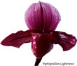 paph 065.jpg